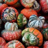 dynia-ozdobna-turecki-turban-cucurbita-pepo-6-nasi-marka-toraf