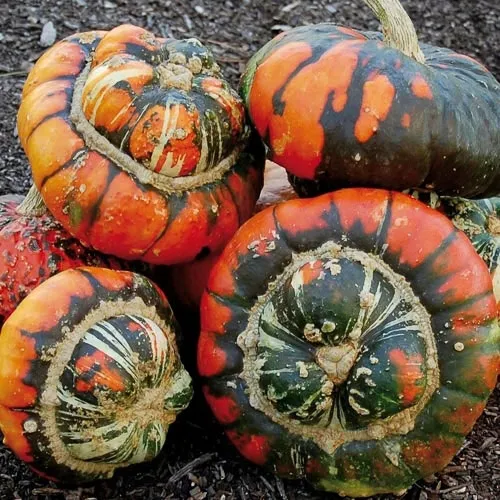 dynia-ozdobna-turecki-turban-cucurbita-pepo-6-nasi-nazwa-lacinska-inna