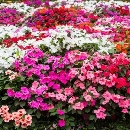 niecierpek-balsamina-mix-kolorow-01-gr-nasion