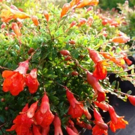 granatowiec-wlasciwy-karlowy-punica-granatum-nana-5-nasion-do-doniczki