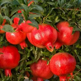 granatowiec-wlasciwy-karlowy-granat-w-domu-punica-granatum-nana-5-nasion