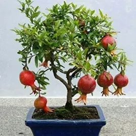 granatowiec-wlasciwy-karlowy-na-bonsai-do-domu-punica-granatum-nana-5-sztuk