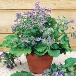 ogorecznik-lekarski-3w1-ziolo-przyprawa-lek-borago-officinalis-50-nasion