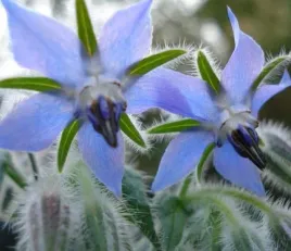 ogorecznik-lekarski-borago-officinalis-50-nasion-do-ogrodu-na-taras