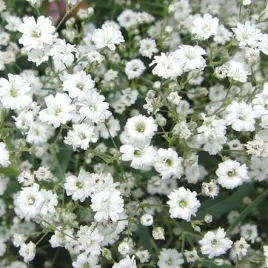 gipsowka-wytworna-biala-na-bukiety-gypsophila-elegant-600-nasion