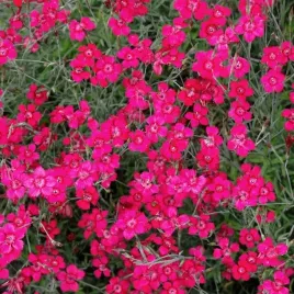 gozdzik-kropkowany-rozowy-dianthus-02-gram-nasion