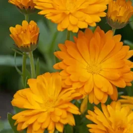 nagietek-lekarski-calendula-officinalis-50-nasion-do-ogrodu-i-na-taras