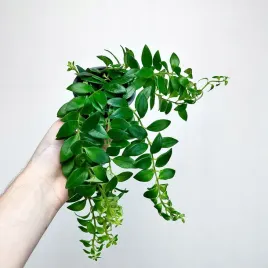 aeschynanthus-caroline-eszynanthus-don-9cm