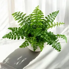 paproc-asplenium-parvati-egzotyczna-paprotka-domowa-bezpieczna-dla