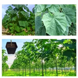 drzewo-tlenowe-paulownia-shan-tong-juz-zdrewniala-przyrost-roczny-3