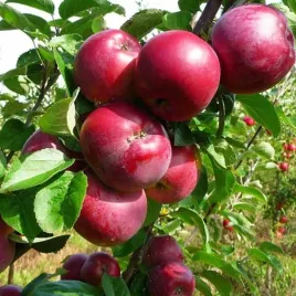 sadzonki-drzewka-owocowe-jablon-malinowa-oberlandzka-malinowka-stara