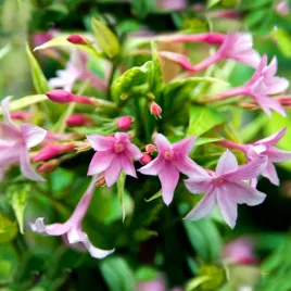 jasmin-stefana-cudownie-pachnace-pnacze-3-letnia-sadzonka-40-50cm