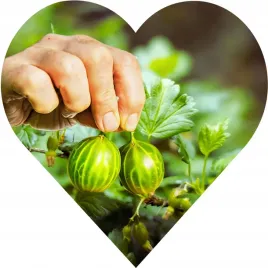 agrest-zielony-na-pniu-gigant-troszke-jak-bycze-jajka-a-zapach