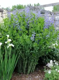 baptysja-blekitna-bylina-dlugowieczna-mrozoodporna-35-stopni-sadzonka