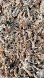 mech-sphagnum-mech-torfowiec-3l