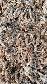 mech-sphagnum-mech-torfowiec-3l