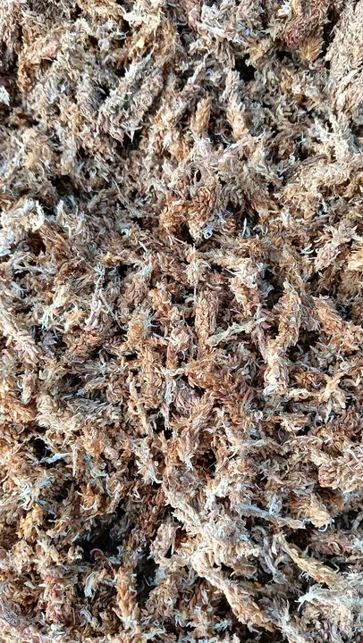 mech-sphagnum-mech-torfowiec-3l