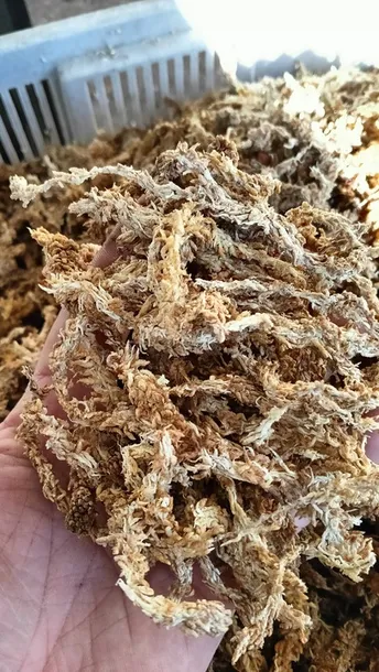 mech-sphagnum-mech-torfowiec-3l-kod-producenta-565132