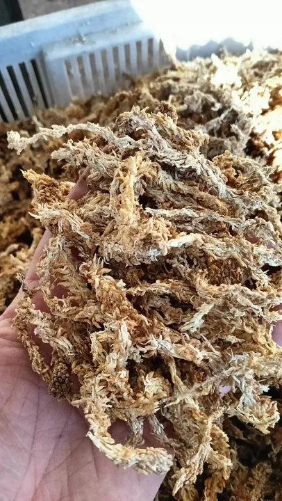 mech-sphagnum-mech-torfowiec-3l
