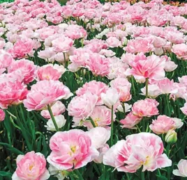 tulipany-pelne-foxtrot-zmieniaja-kolor-20-szt-cebulki-tulipanow