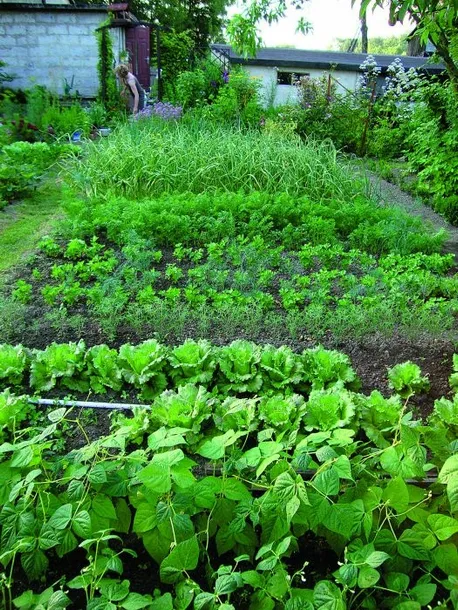 prawdziwy-obornik-konski-niegranulowany-najlepszy-jesienny-nawoz-worek-kod-producenta-565132