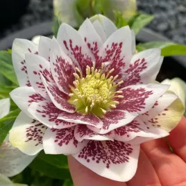 ciemiernik-double-ellen-white-spotted-nakrapiany-sadzonka-p11-1