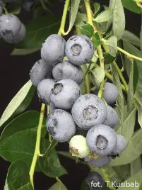 borowka-amerykanska-duke-4-letnia