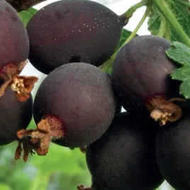 porzeczkoagrest-josta-soczyste-owoce-2l