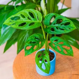 monstera-dziurawa-adansonii-jak-szwajcarski-ser-monster-duze-liscie