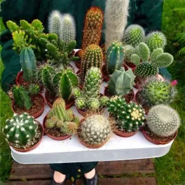 kaktusy-zestaw-mix-6-roznych-kaktusow-opuncja-kaktus-prezent-sukulent