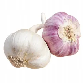 czosnek-harnas-ozimy-polskie-glowki-mocny-aromat-zbior-2025-zimowy