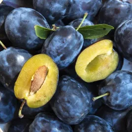 sliwa-wegierka-dabrowicka-bardzo-ceniona-stara-polska-odmiana