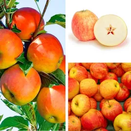 sadzonki-drzewka-owocowe-jablon-koksa-pomaranczowa-o-smaku-gruszki
