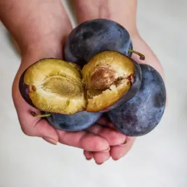 sadzonki-drzewka-owocowe-sliwa-tophit-pozna-bardzo-duza-soczysta