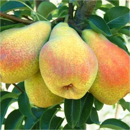 grusza-faworytka-klapsa-slodka-stara-odmiana-klasyk-sadzonka