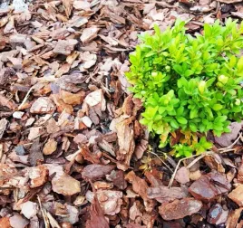 kora-sosnowa-przesiewana-sortowana-dekoracja-pachnaca-lasem-super