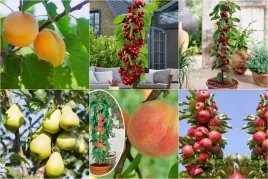 jablon-grusza-czeresnia-wisnia-brzoskwinia-morela-kolumnowe-pakiet-6