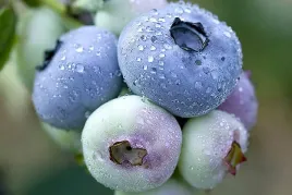 szkolka-borowka-chandler-doniczka-5-litrowa-4-letnia