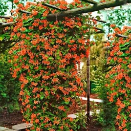 pnacze-na-plot-zimozielony-wiciokrzew-henrego-nie-zrzuca-lisci-na