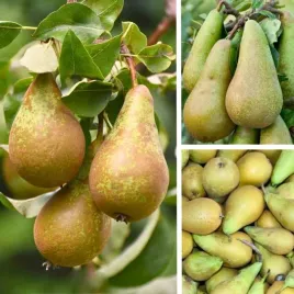 sadzonki-drzewka-owocowe-grusza-konferencja-slodkie-pyszne-owoce