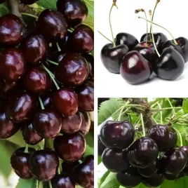 czeresnia-kordia-bardzo-duze-owoce-pozna-odporna-na-mrozy-sadzonki