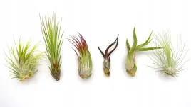 tillandsia-oplatwa-x-6-szt-na-start-airplant