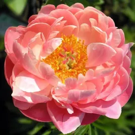 paeonia-piwonia-chinska-coral-sunset-1-szt-sadzonka-klacze