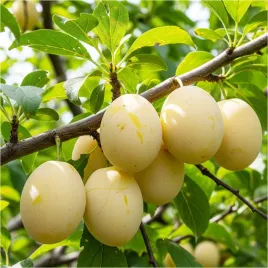 sliwa-wegierka-biala-drzewko-sadzonka-bardzo-stara-i-slodka