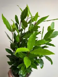 lisc-laurowy-przyprawa-do-kuchnii-dodatek-do-zup