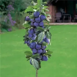 sliwa-kolumnowa-imperial-do-ogrodu-mrozoodporna