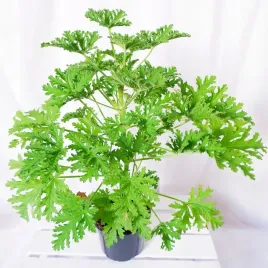geranium-anginka-pelargonium-graveolens-gesta-xl-don-o13cm