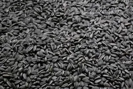 5kg-slonecznik-czarny-nie-luskany-ziarno-na-zime-karmnik-dla-ptakow