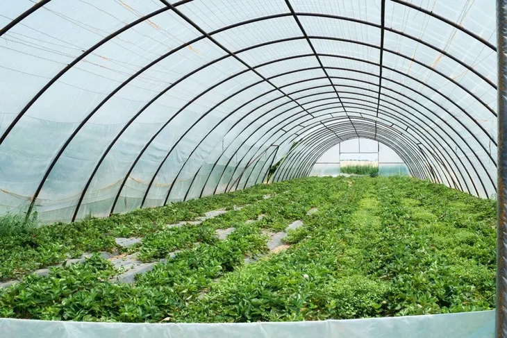 folia-na-tunel-ogrodnicza-6x7m-zielona-4-sezony-polska-tunelowa-42m-warzywa-powierzchnia-42-m