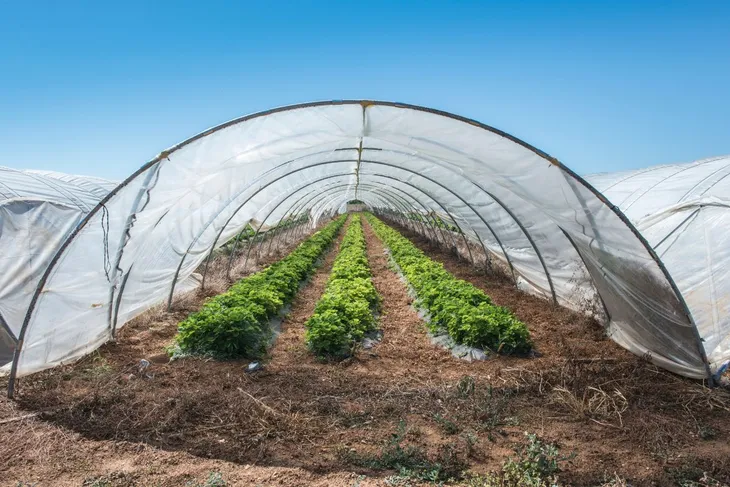 folia-tunelowa-premium-uv10-8x4m-oslona-na-tunel-szklarnie-ogrodowa-polska-powierzchnia-32-m